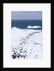Chinstrap Penguins in Snow, Deception Island, Antarctica by Anonymous