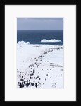Chinstrap Penguins in Snow, Deception Island, Antarctica by Anonymous