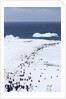 Chinstrap Penguins in Snow, Deception Island, Antarctica by Anonymous