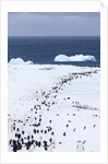 Chinstrap Penguins in Snow, Deception Island, Antarctica by Anonymous