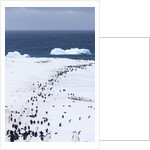Chinstrap Penguins in Snow, Deception Island, Antarctica by Anonymous