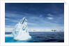 Iceberg, Gerlache Strait, Antarctica by Anonymous