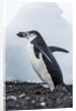 Chinstrap Penguins with Rock, Deception Island, Antarctica by Anonymous