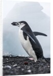 Chinstrap Penguins with Rock, Deception Island, Antarctica by Anonymous