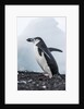 Chinstrap Penguins with Rock, Deception Island, Antarctica by Anonymous