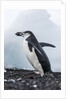 Chinstrap Penguins with Rock, Deception Island, Antarctica by Anonymous