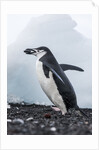 Chinstrap Penguins with Rock, Deception Island, Antarctica by Anonymous