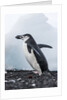 Chinstrap Penguins with Rock, Deception Island, Antarctica by Anonymous
