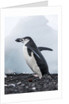 Chinstrap Penguins with Rock, Deception Island, Antarctica by Anonymous