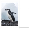 Chinstrap Penguins with Rock, Deception Island, Antarctica by Anonymous