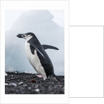 Chinstrap Penguins with Rock, Deception Island, Antarctica by Anonymous