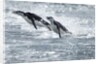 Airborne Chinstrap Penguins, Deception Island, Antarctica by Anonymous