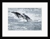 Airborne Chinstrap Penguins, Deception Island, Antarctica by Anonymous