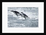 Airborne Chinstrap Penguins, Deception Island, Antarctica by Anonymous