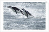 Airborne Chinstrap Penguins, Deception Island, Antarctica by Anonymous