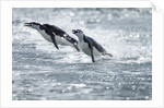 Airborne Chinstrap Penguins, Deception Island, Antarctica by Anonymous