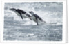 Airborne Chinstrap Penguins, Deception Island, Antarctica by Anonymous