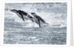 Airborne Chinstrap Penguins, Deception Island, Antarctica by Anonymous