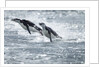 Airborne Chinstrap Penguins, Deception Island, Antarctica by Anonymous