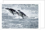 Airborne Chinstrap Penguins, Deception Island, Antarctica by Anonymous