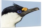 Blue-eyed Shag, Petermann Island, Antarctica by Anonymous