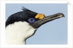 Blue-eyed Shag, Petermann Island, Antarctica by Anonymous