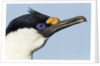 Blue-eyed Shag, Petermann Island, Antarctica by Anonymous