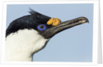 Blue-eyed Shag, Petermann Island, Antarctica by Anonymous