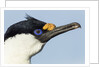 Blue-eyed Shag, Petermann Island, Antarctica by Anonymous