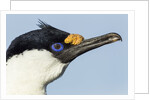 Blue-eyed Shag, Petermann Island, Antarctica by Anonymous