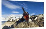 Blue-Eyed Shag, Antarctica by Anonymous