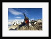 Blue-Eyed Shag, Antarctica by Anonymous