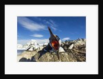 Blue-Eyed Shag, Antarctica by Anonymous