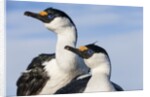 Blue-eyed Shags, Petermann Island, Antarctica by Anonymous