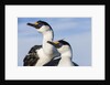 Blue-eyed Shags, Petermann Island, Antarctica by Anonymous
