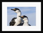 Blue-eyed Shags, Petermann Island, Antarctica by Anonymous