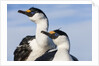 Blue-eyed Shags, Petermann Island, Antarctica by Anonymous