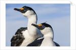 Blue-eyed Shags, Petermann Island, Antarctica by Anonymous