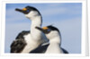 Blue-eyed Shags, Petermann Island, Antarctica by Anonymous