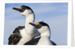 Blue-eyed Shags, Petermann Island, Antarctica by Anonymous