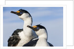 Blue-eyed Shags, Petermann Island, Antarctica by Anonymous