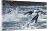Chinstrap Penguins, Deception Island, Antarctica by Anonymous