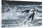 Chinstrap Penguins, Deception Island, Antarctica by Anonymous