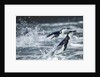 Chinstrap Penguins, Deception Island, Antarctica by Anonymous