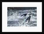 Chinstrap Penguins, Deception Island, Antarctica by Anonymous