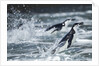 Chinstrap Penguins, Deception Island, Antarctica by Anonymous