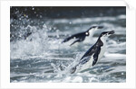 Chinstrap Penguins, Deception Island, Antarctica by Anonymous