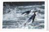 Chinstrap Penguins, Deception Island, Antarctica by Anonymous