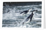 Chinstrap Penguins, Deception Island, Antarctica by Anonymous
