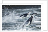 Chinstrap Penguins, Deception Island, Antarctica by Anonymous